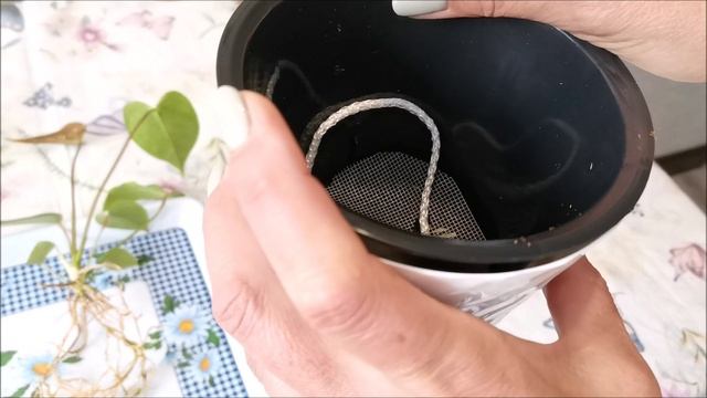 А что там с Тайскими Антуриумами? Продолжаем адаптировать полученные растения смотреть онлайн