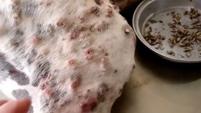 Удаление личинок овода у крупной собаки смотреть онлайн