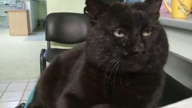 Василий мурлычет смотреть онлайн