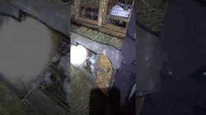 нужна ли кроликам соль???как поить и чем поить кроликов в зимний период