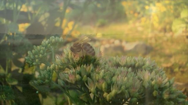 Сентябрь... 
Видеопоэзия. 
Читает автор А. Шведун. 
Монтаж, соло-гитара О. Дзиов.