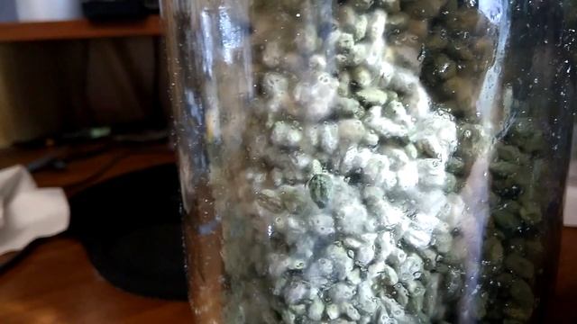 Немного о триходерме смотреть онлайн