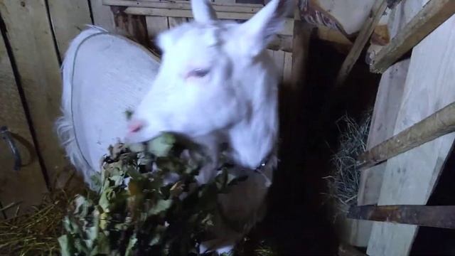 КОЗА ДРОЖИТ. ЖИЛЕТКА - СПАСИТЕЛЬНИЦА И ТАКИЕ ВКУСНЫЕ ВЕНИКИ. смотреть онлайн