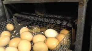 ИНКУБАЦИЯ. Как ПОМОЧЬ ЦЫПЛЁНКУ ВЫЙТИ ИЗ ЯЙЦА.Обзор вылупления птенца на ферме.