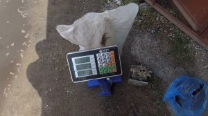 КАК УЗНАТЬ МОЩНОСТЬ ЛЮБОГО ЭЛЕКТРОДВИГАТЕЛЯ ПРИ ПОМОЩИ БОЛГАРКИ?