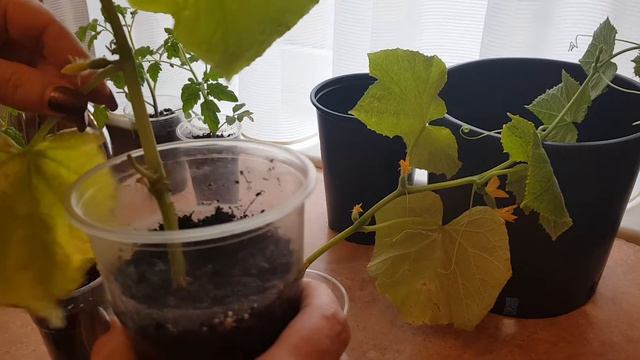 Суперэксперимент! Выращивание томатов и огурцов осенью в квартире на подоконнике. смотреть онлайн