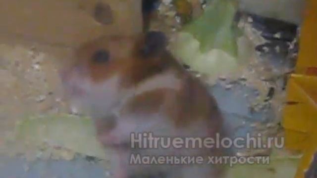 Хомяк зевает смотреть онлайн