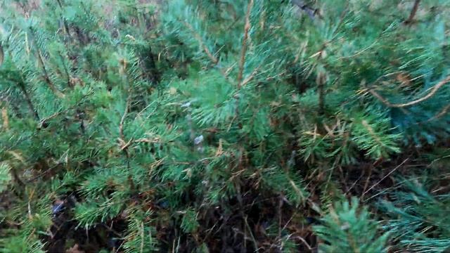 Прошли дожди поехал в лиственный лес за опятами , их там нет! А вот в хвойном лесу есть маслятка смотреть онлайн