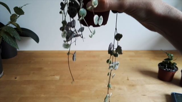 Houseplant tour: plants in my kitchen! смотреть онлайн