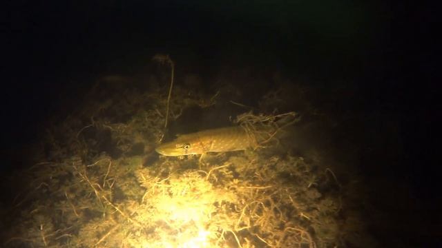 Ночная подводная охота 02.09.2022. Встреча с бобром. смотреть онлайн
