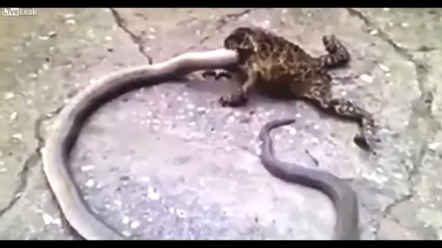 Жаба заживо пожирает змею!! смотреть онлайн