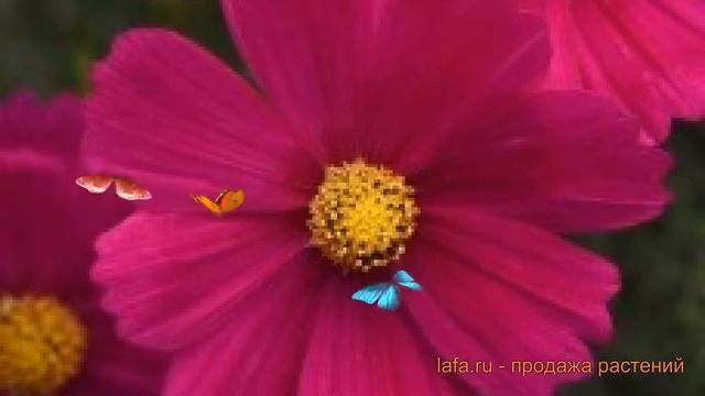 Космея обыкновенная Кармин ? обыкновенная космея Кармин обзор: как сажать, семена космеи Кармин