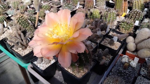Цветение эхинопсисов..Летнее чудо..Echinopsis.