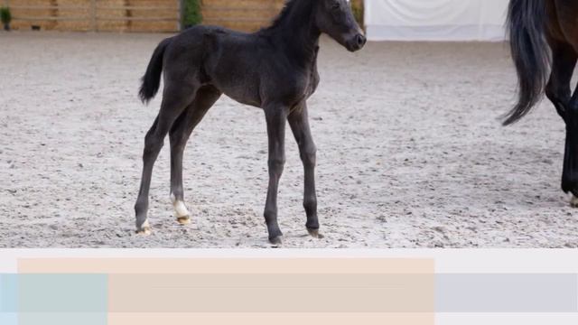 Cornet Star and foals @ Breemeersen stallionshow 2019 смотреть онлайн