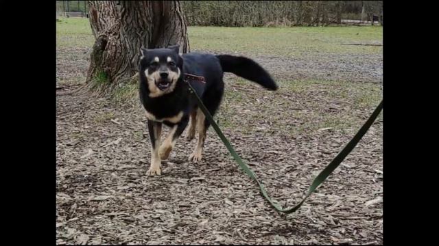 Мегаласковый и добрый, солнечный Лакки ищет дом и любимого человека! смотреть онлайн