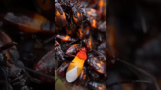 топ опасных животных для человека#топ#животное#опасно #нашмир #сравнение#рекомендации#вмиреживотных смотреть онлайн