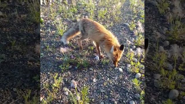 В Амурской области мужчина кормит лису с рук смотреть онлайн
