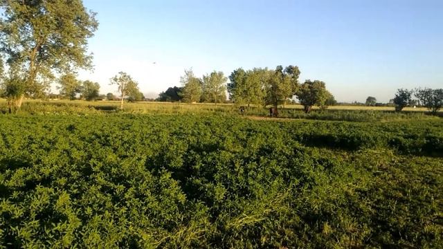 History of Chohan Rajpoot Caste in Urdu/Hindi | Rajput Caste | Chohan Qoam ki Tareekh | Jutt Histor смотреть онлайн