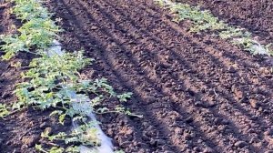 Выращивание дыни на капельном поливе.  Арбуз на суходоле.