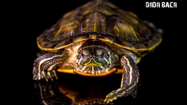 Красноухая черепаха уход и содержание! Обустройство аквариума террариума для красноухой черепахи! смотреть онлайн