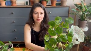 Пилея пеперомиевидная / Уход в домашних условиях: грунт, полив, освещение и размножение