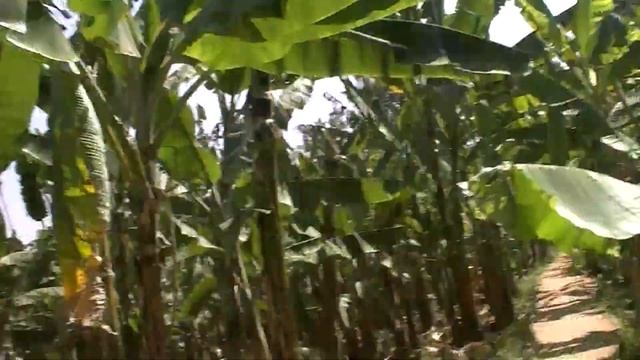 Индия. Банановые плантации смотреть онлайн