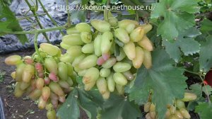 Очень ранние сорта винограда 2019. Артек.