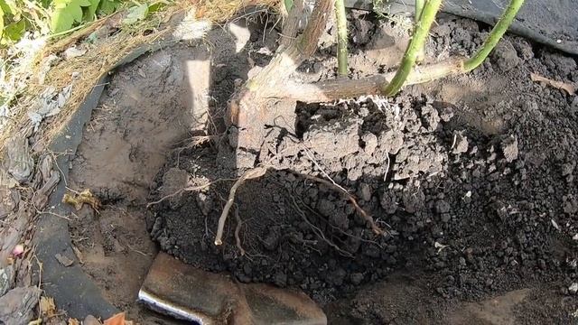 Пересадка взрослого куста розы смотреть онлайн