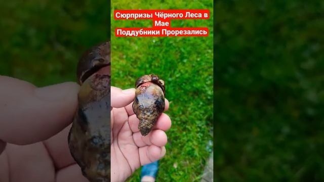В Черном Лесу появился Гриб Поддубник. Pilze im Schwarzwald von Deutschland смотреть онлайн