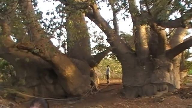 Chhamakali- RUKHADO Adansonia digitata 2000 years old tree at Godpar BHUJ 1B5 смотреть онлайн