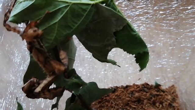 Австралийский палочник кушает /Stick Insect is eating смотреть онлайн