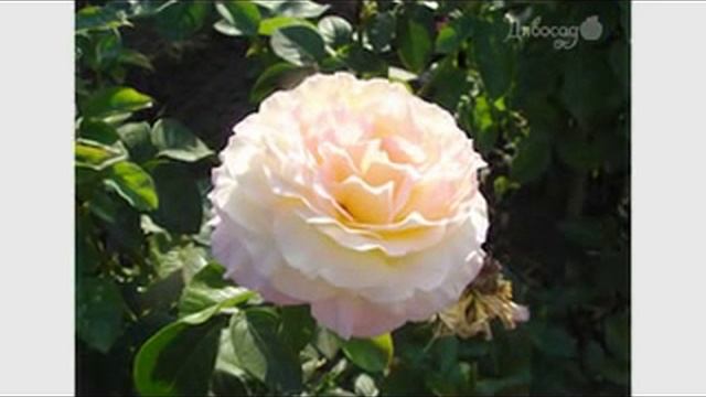 Чайно гибридная роза Глория Дей от тм Дивосад смотреть онлайн