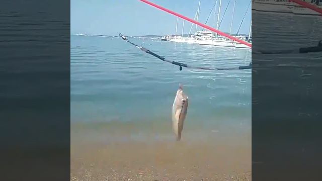 Тимофей Самый