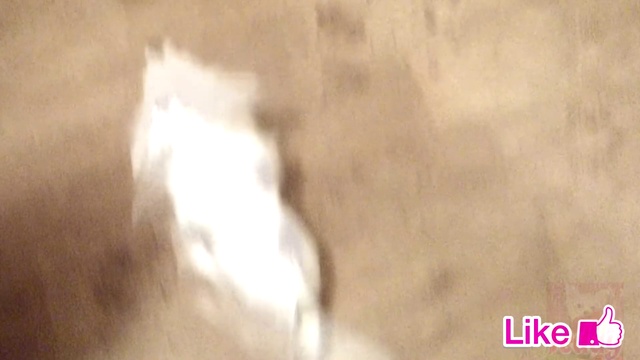 Чихуахуа собакаПриколы чихуашкой Тедди чихуахуа играет и грибами Собака танцует Teddy_Chih Chihuahua смотреть онлайн