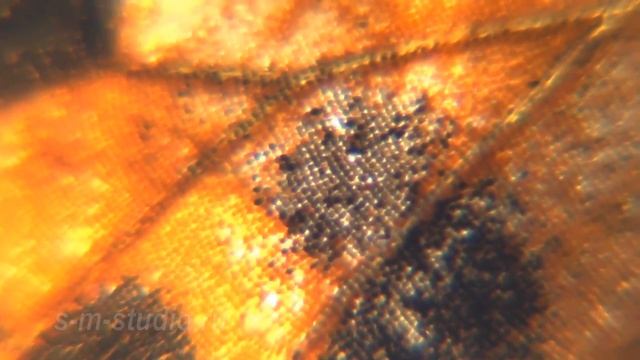 Lepidoptera. Бабочки смотреть онлайн