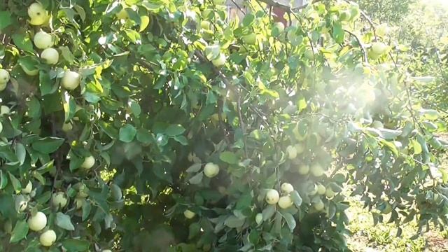 Яблоня Белый налив с яблоками. смотреть онлайн
