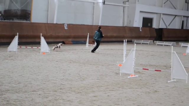 Мангаева Ольга и кавалер кинг чарльз спаниель Чивас КУБОК ВСЕХ ПОРОД НКП "Русь" смотреть онлайн