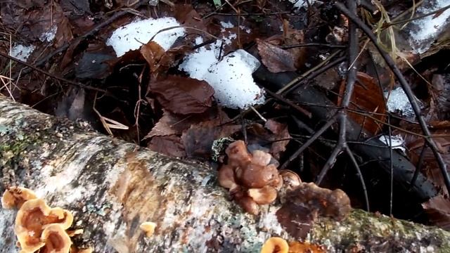 Поразительное разнообразие грибов в январе! смотреть онлайн