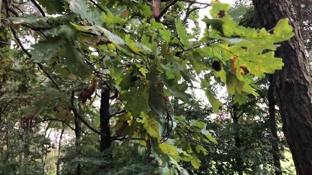 Как уложить ребенка спать. Лучший папа. Дубрава смотреть онлайн