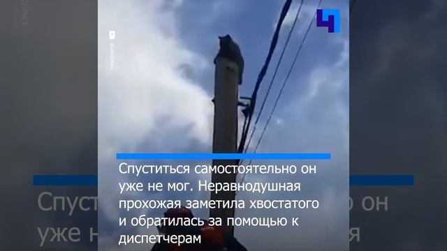 В Иркутской области спасли кота, переждавшего грозу на столбе смотреть онлайн