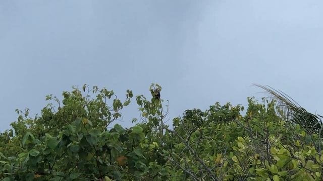 Мальдивы. Летучая лисица возле пляжа смотреть онлайн