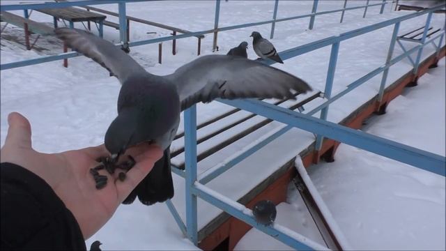 Санаторий СОСНОВАЯ ГОРКА смотреть онлайн