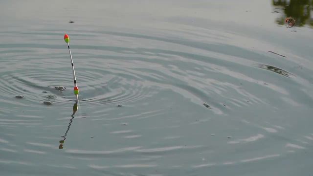 Ловля карася на озере, Поплавок- ПЕРЕВЁРНУТОЕ ГУСИНОЕ ПЕРО, Рыбалка, Fishing Ловля карася, карась смотреть онлайн