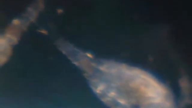 Микроскоп из web камеры. Циклоп.avi смотреть онлайн