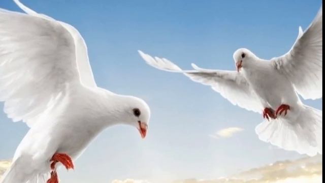 To Marta Pavlyk and Annony O'Neil смотреть онлайн