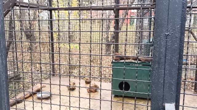 Как же хочется потискать этих милых малышей.Зоопарк ТАЙГАН.Крым 23.11.2022 смотреть онлайн