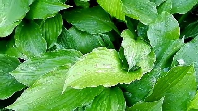Видеофон Капли воды на зеленых листьях смотреть онлайн