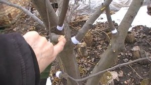 Весенняя обрезка плодовых деревьев(айва)