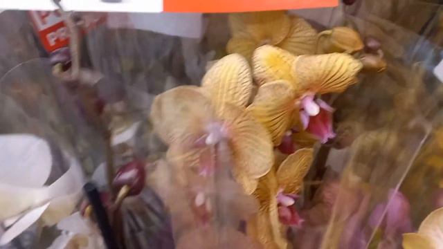 РЕДКАЯ орхидея в сети ЛИДЛ. #lidl #plant #orchid #kwiaty #магазин смотреть онлайн