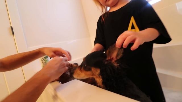 MY DOGS MORNING ROUTINE!! making a Pet Swimming Pool with Dad! (new cleaning game) смотреть онлайн